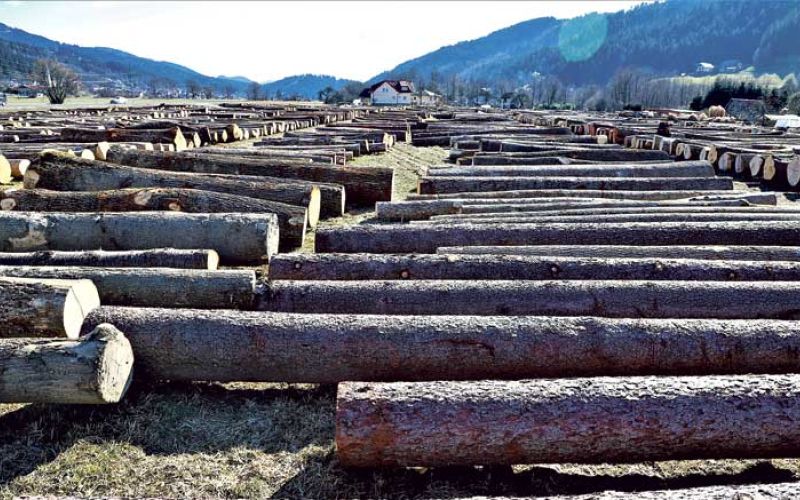 licitacija-najvrednejšega-lesa-Pameče-2021—f-Jože-Miklavc–IMG_9801-(2)