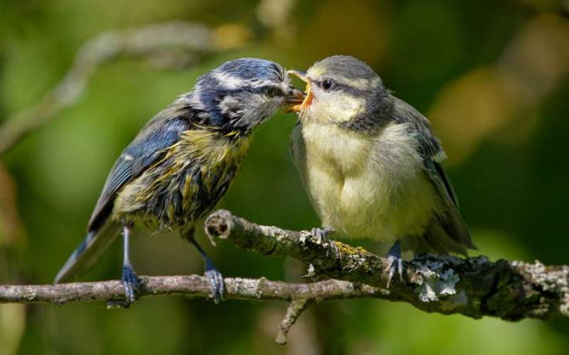 ptice-blue-tit-8041988