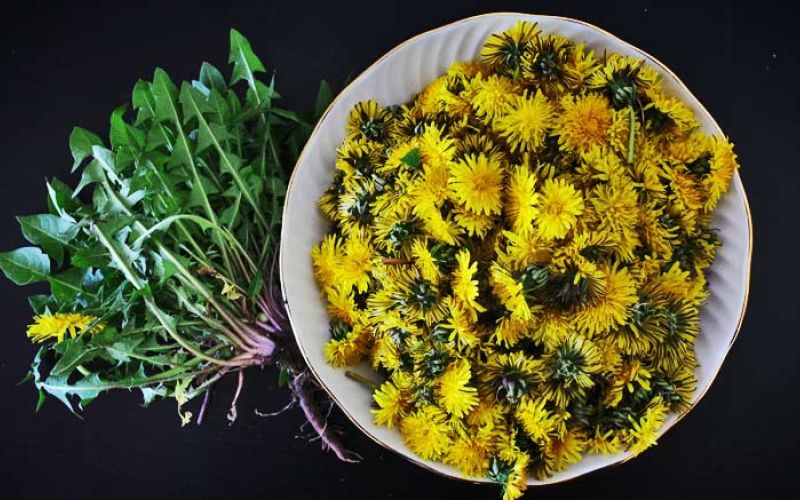 regrat-dandelion-1311709_1920