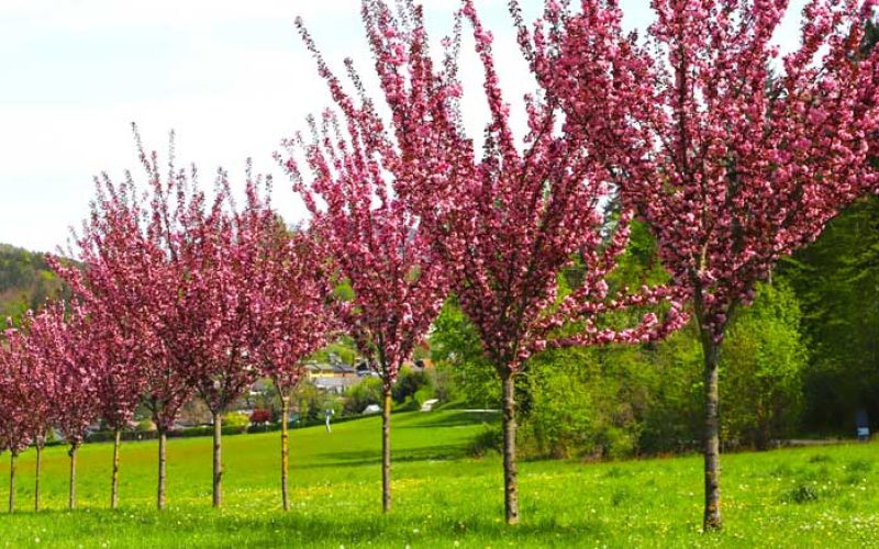 Japonske-češnje-na-severni-vpadnici–iz-Šaleka-v-mestno-središče-Velenja–Foto-Jože-miklavc–IMG_223...