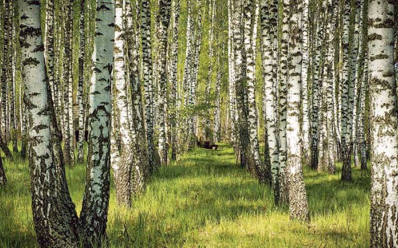 breza_birch-5295367_1920