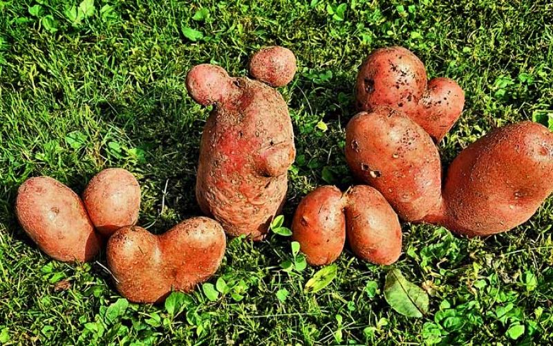 krompir-Foto-Jože-Miklavc