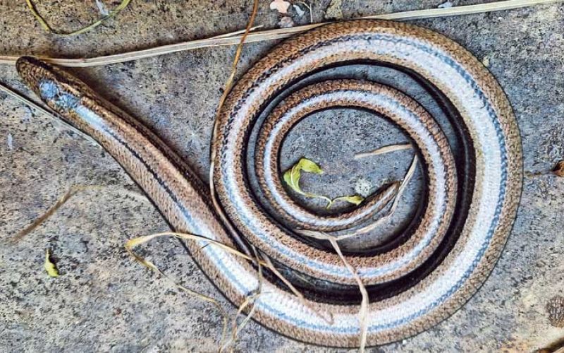 slepec,-foto-Jože-Miklavc