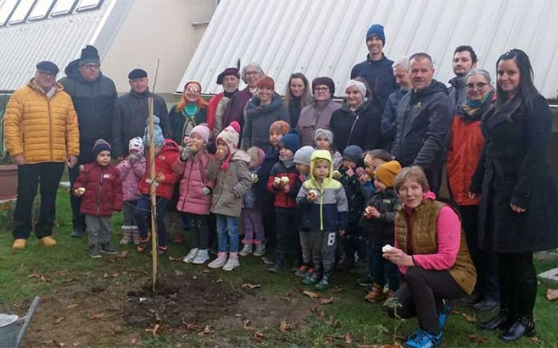 posaditev-prve-jablane