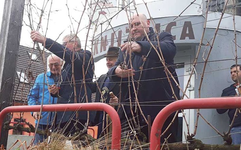 rez-trte-smartno-20240306_162003