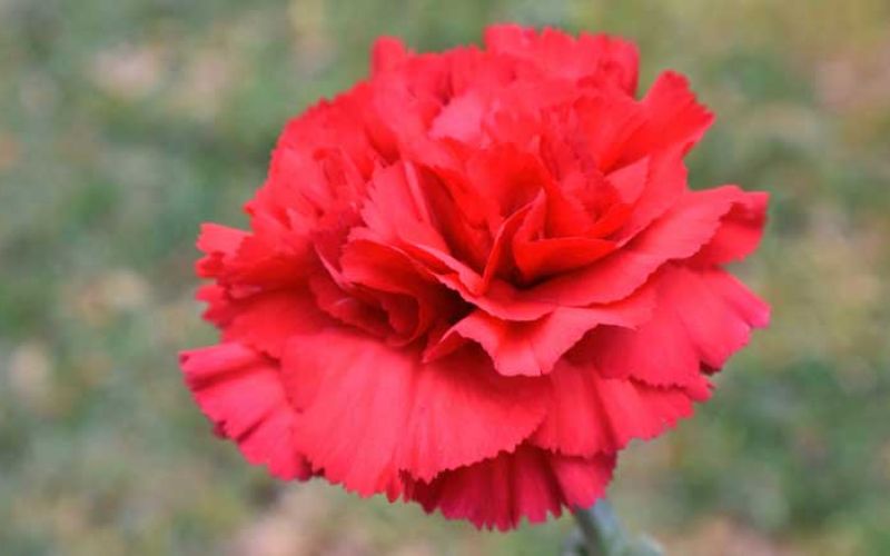 nagelj-prvi-maj-7840259