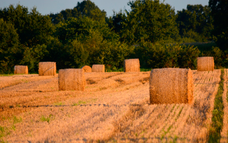 žetev-landscape-2640532_1280