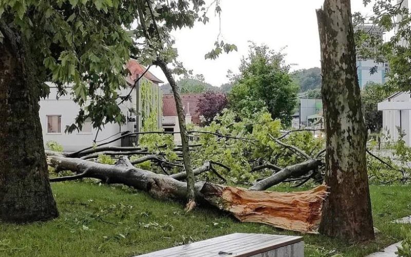 neurje_podrto_drevo_2023_07_18