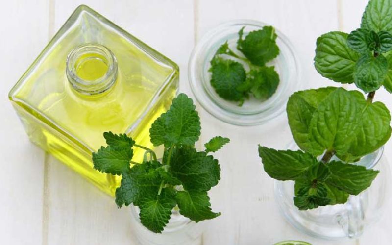 zelisca_leaf-3070153