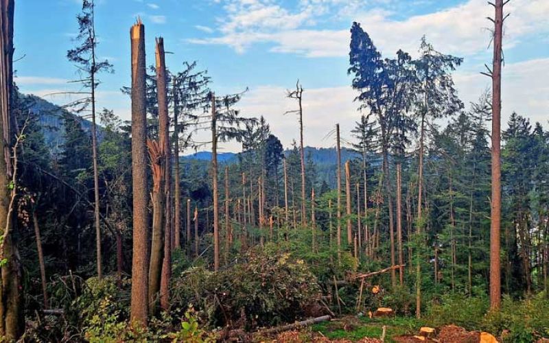 trim-steza-razdejanje-neurje
