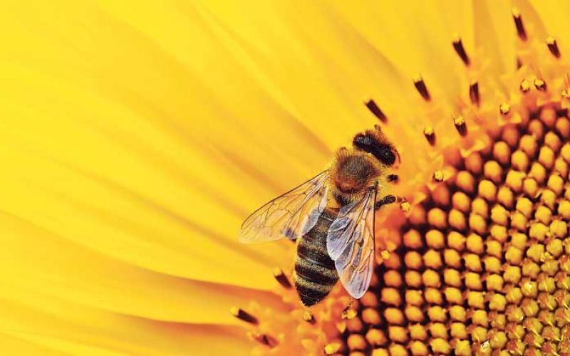 čebela_sunflower-1643794_1920
