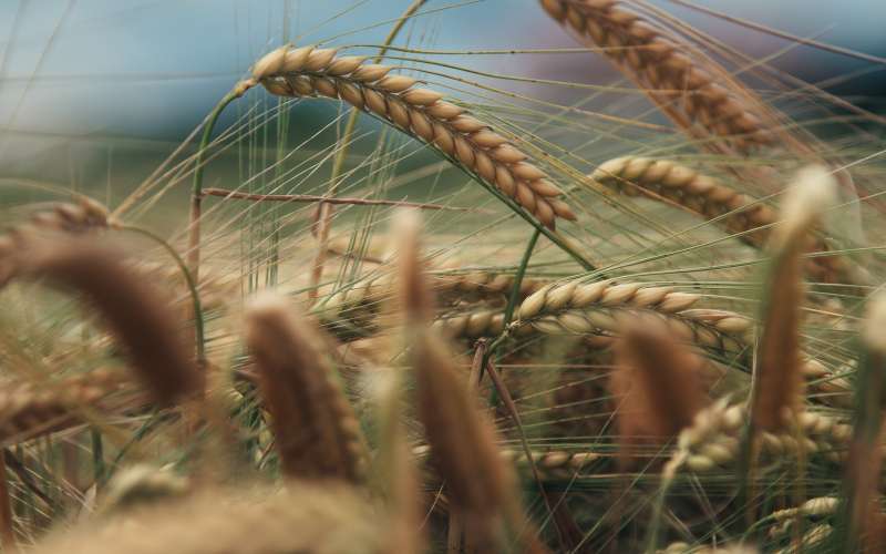 simbolična, pšenica, kmetijstvo, poljedelstvo, žitarice, njiva, njive, pokončna