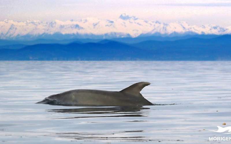907628_289-delfin.jpg