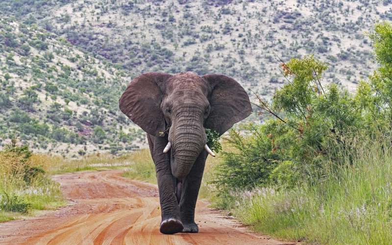 slon Pilanesberg National Park