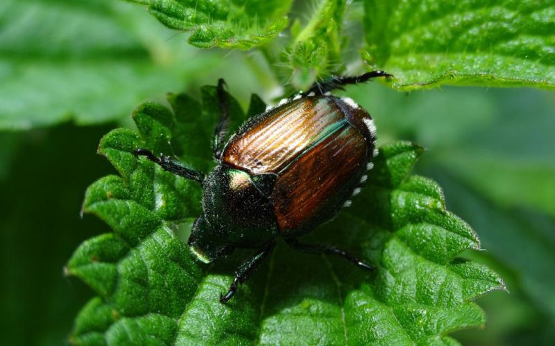 Japonski hrošč.jpg