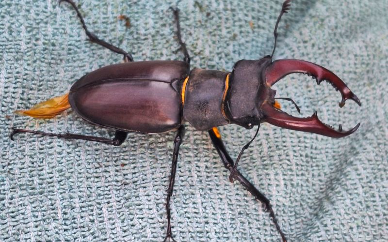 veliki rogač J. Miklavc.jpg