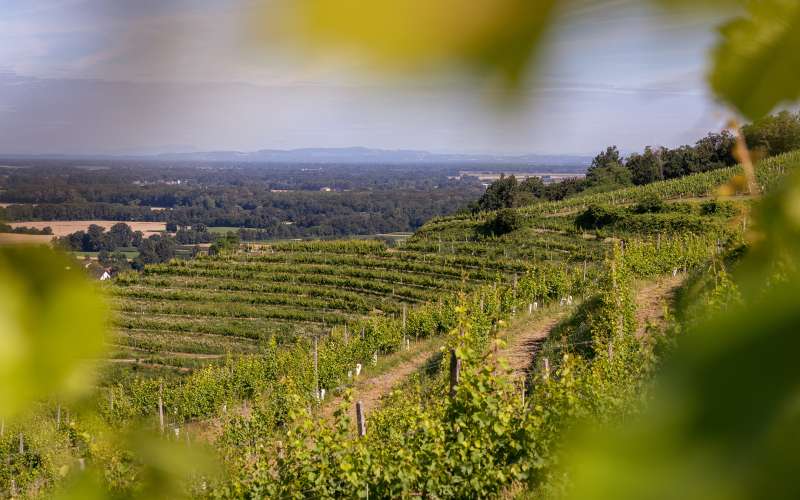 grozdje, vinograd, trta, trgatev, vino, simbolična