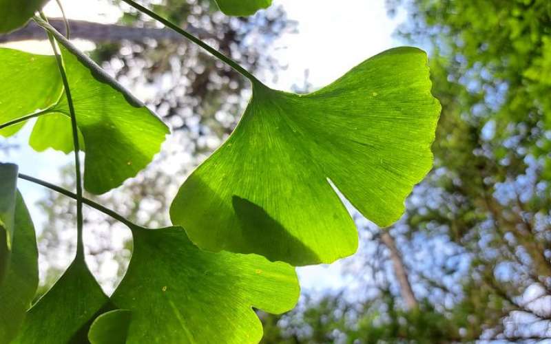 gingko