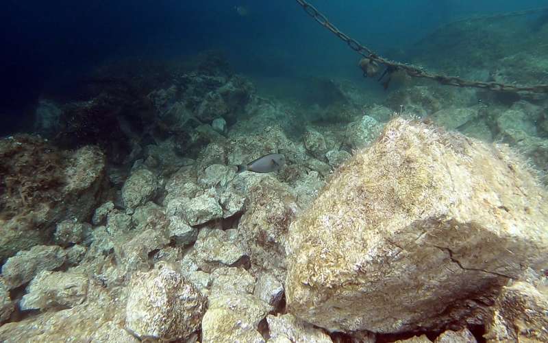 acanthurus monroviae