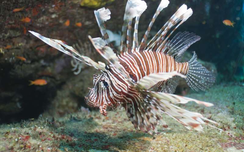Pterois miles