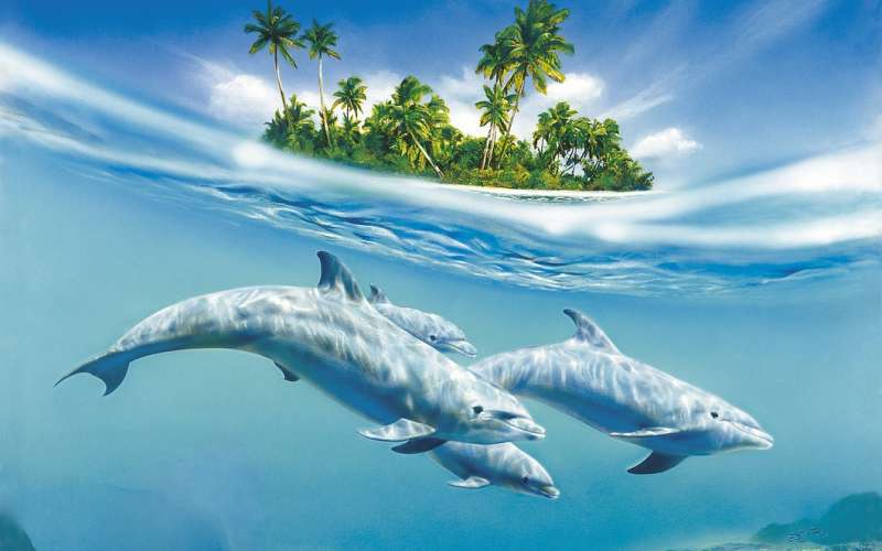 delfin