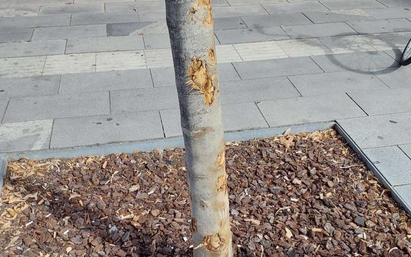 mestna občina murska sobota, vandalizem