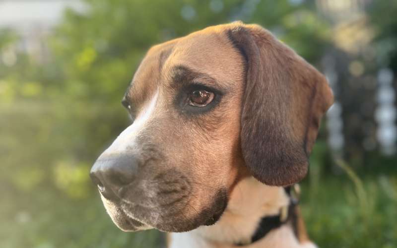 Pes, beagle, kuža