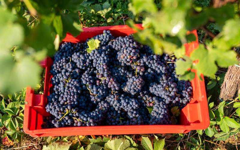 trgatev, vino, grozdje, vinogradi, simbolična