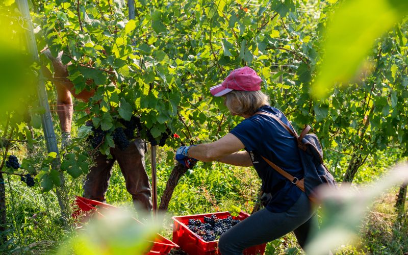 trgatev, vino, grozdje, vinogradi, simbolična