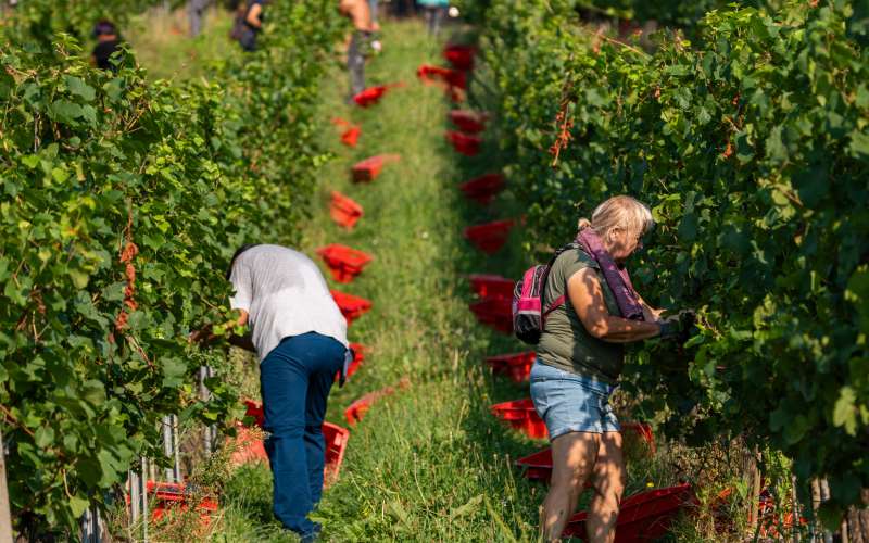 trgatev, vino, grozdje, vinogradi, simbolična