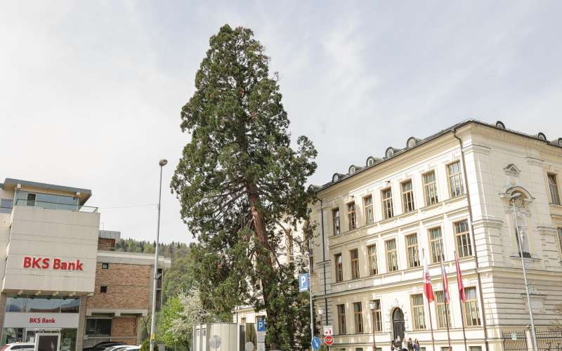 mamutovec, drevo, kranj.jpg