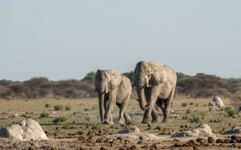 namibija-sloni.jpg