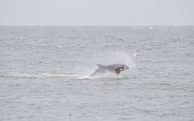 delfin