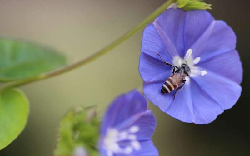 pritlikava čebela, apis florea