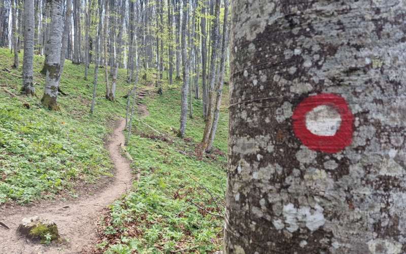 skozi pragozd, pot, omejeno območje, vstop