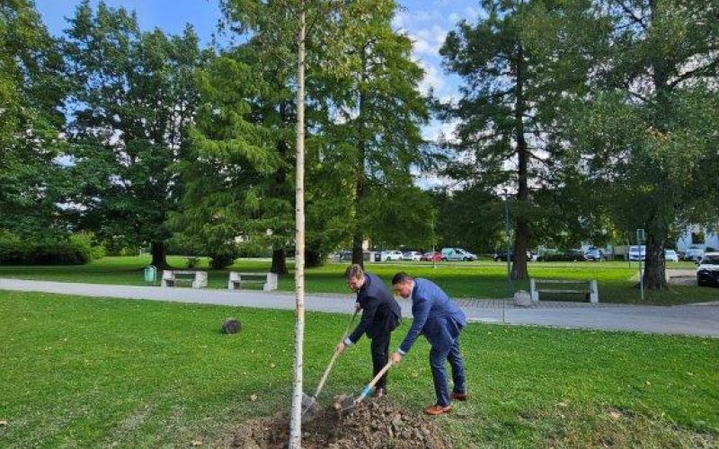 Zasaditev župana.jpg