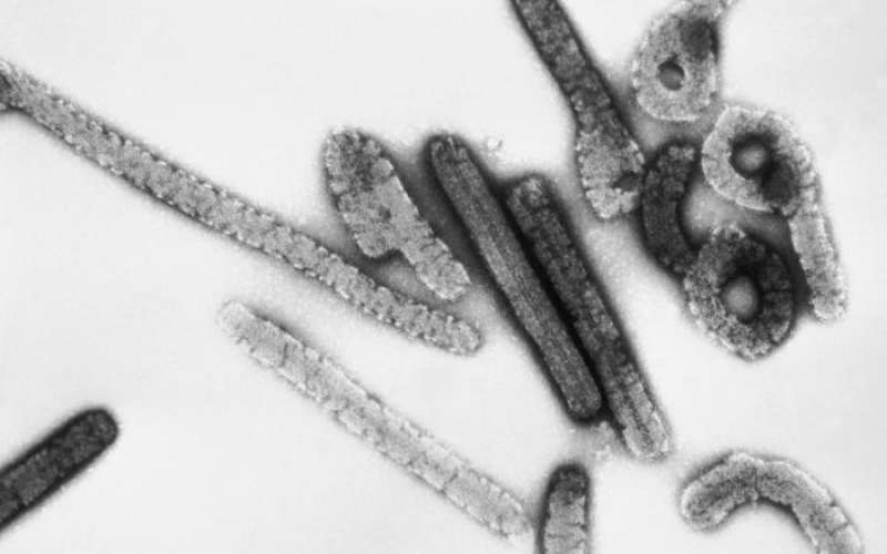 Marburg_virus.jpg