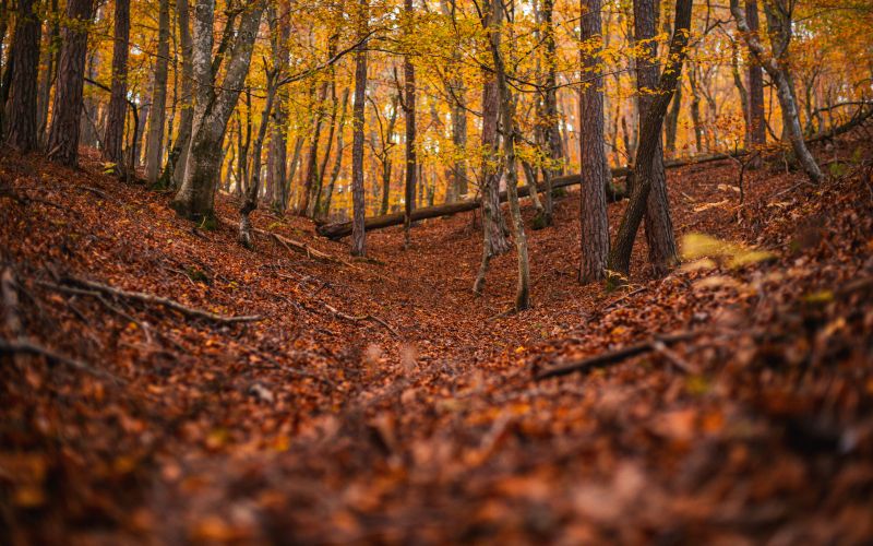 simbolična, gobe, goba, jesen, listje, narava, gozd, podrast, listi
