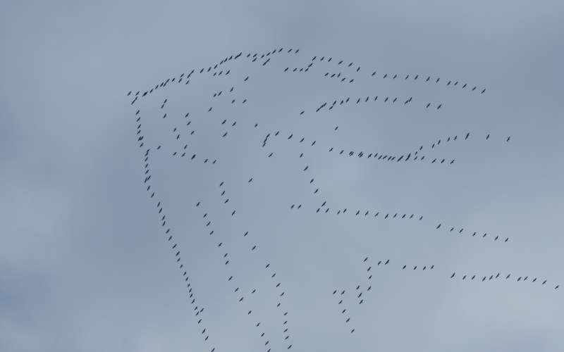 žerjavi_foto-Urša Očko (2).JPG