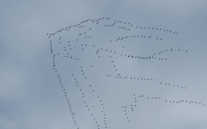 žerjavi_foto-Urša Očko (2).JPG