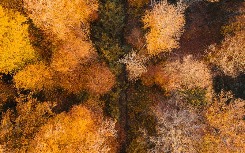 simbolična, jesen, gozd, goričko, drevesa, narava, dron, krošnja, krošnje