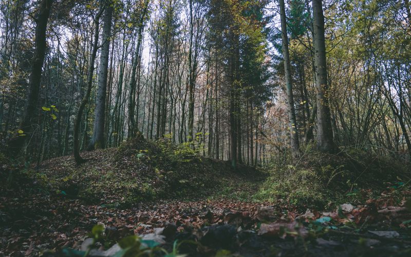 simbolična, jesen, gozd, goričko, drevesa, narava, dron, krošnja, krošnje