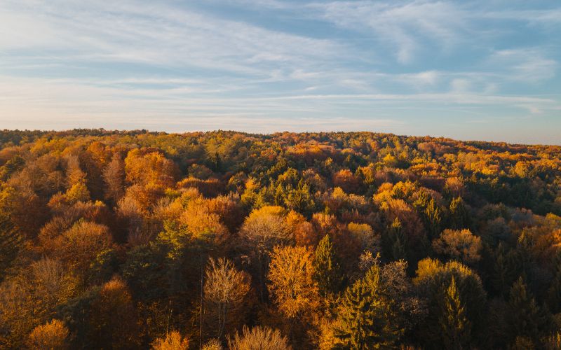 simbolična, jesen, gozd, goričko, drevesa, narava, dron, krošnja, krošnje