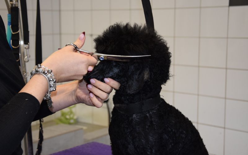 pia-sara-naveršnik, lepotica-in-zver, pasji-salon
