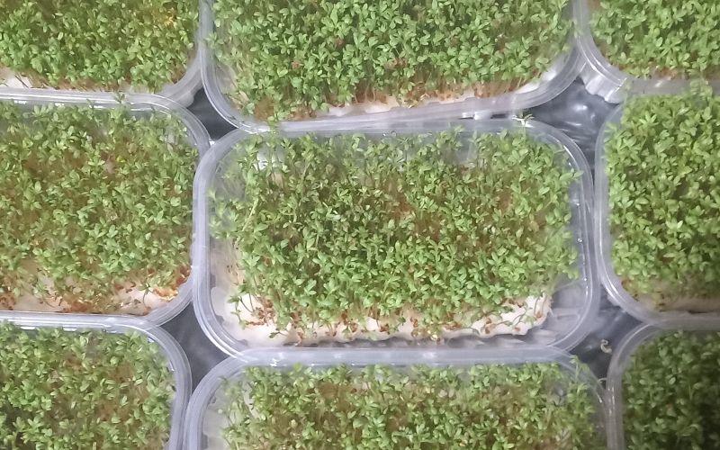 mikrozelenjava (1).jpg