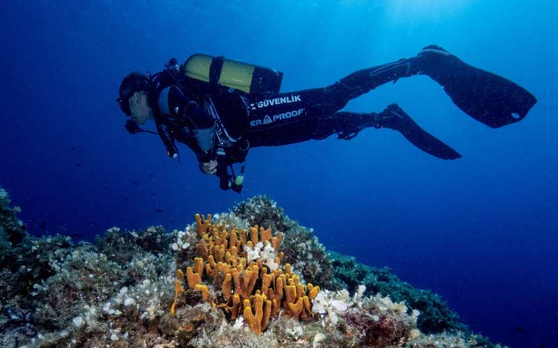 potapljač morje ocean