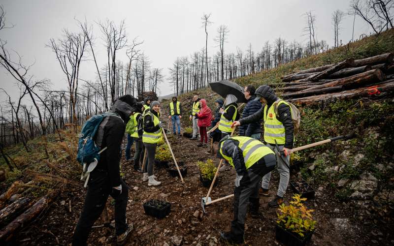mcdonalds, mcdonalds-slovenija, kras, pogozdovanje, pozar, pogozdovanje-krasa