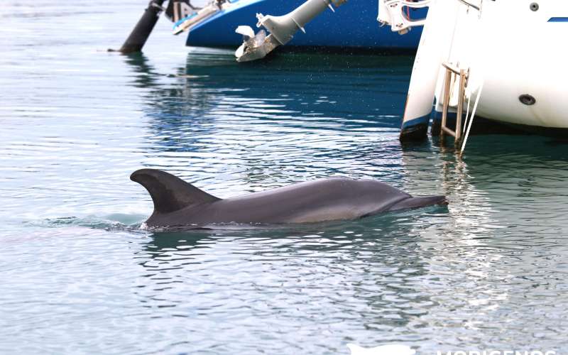 delfin, slovenska obala, Morigenos