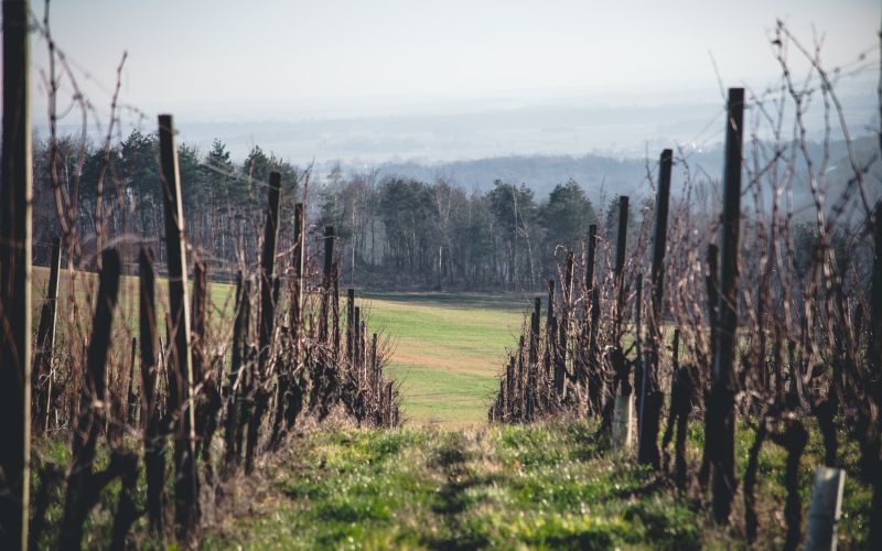 simbolična, vinograd, gorice, kmetijstvo, vinogradništvo, grozdje