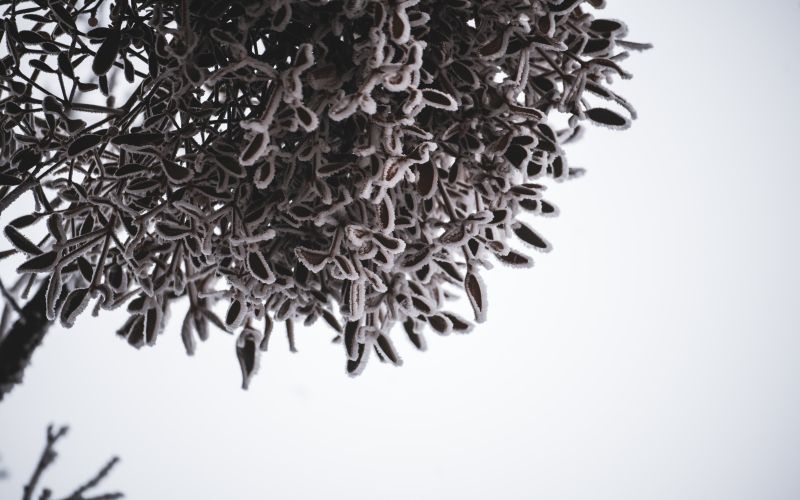 simbolična, zima, megla, zmrzal, njiva, polje, gozd, drevesa, sren